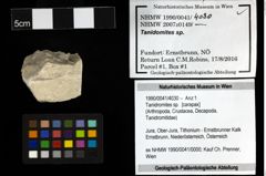 Foto (Objekt + Etiketten) von Tanidromites sp. 